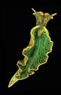 Elysia chlorotica