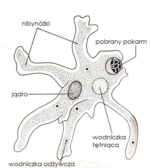 Nauka: Pierwotniaki - Memorizer